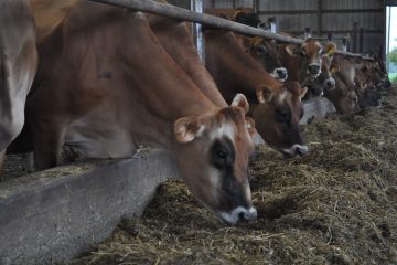 Cows Feeding