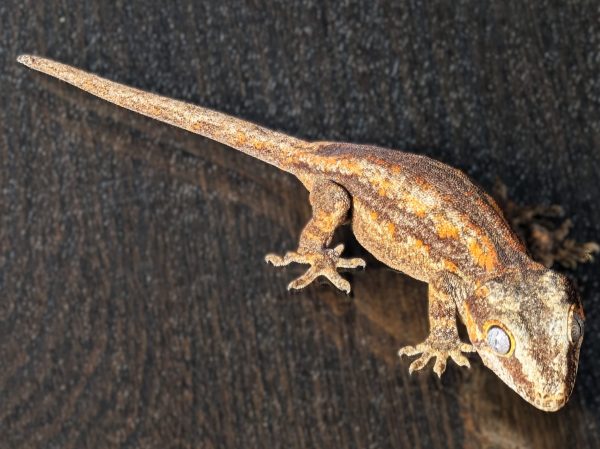 Possible Orange Stripe - Image 2