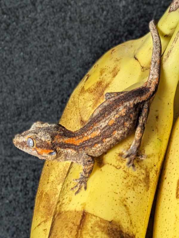 Possible Orange Stripe - Image 3