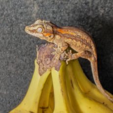 Possible Orange Stripe