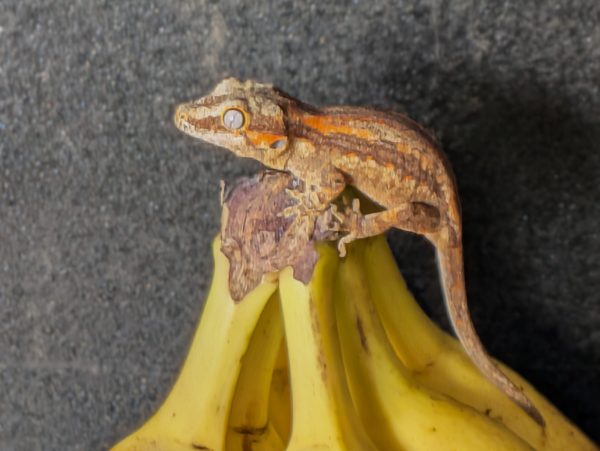 Possible Orange Stripe
