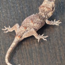 Possible Orange Blotch