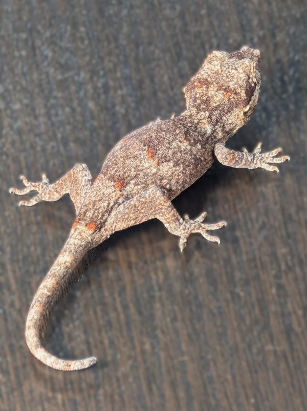 Possible Orange Blotch