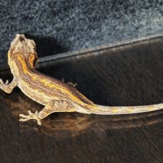 Possible Orange Stripe