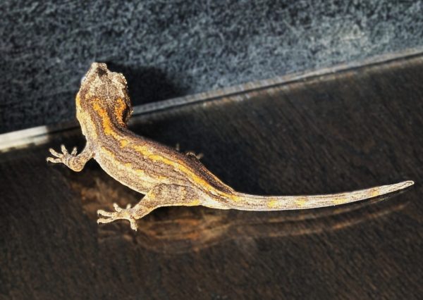 Possible Orange Stripe