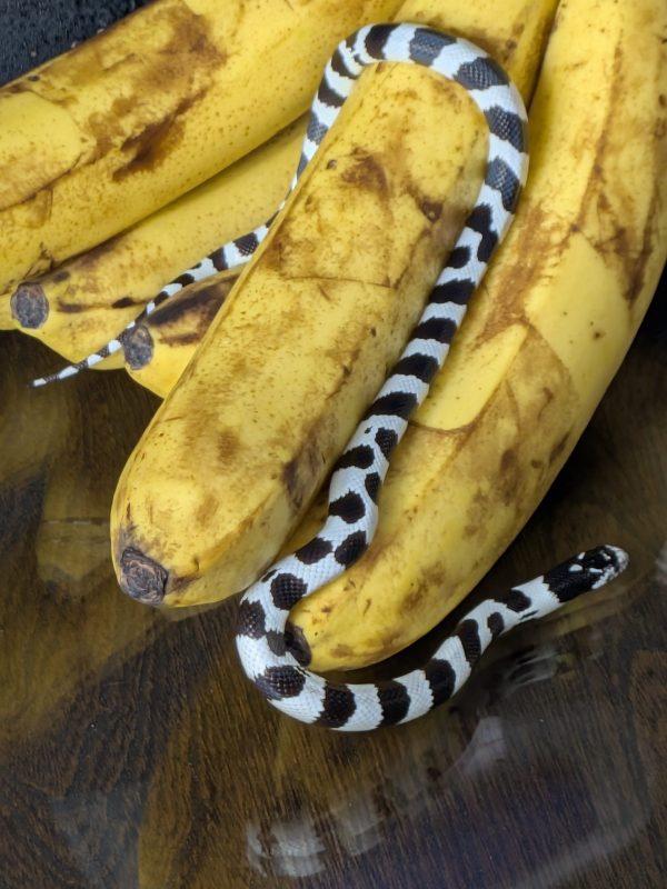 California King Snake - Image 2