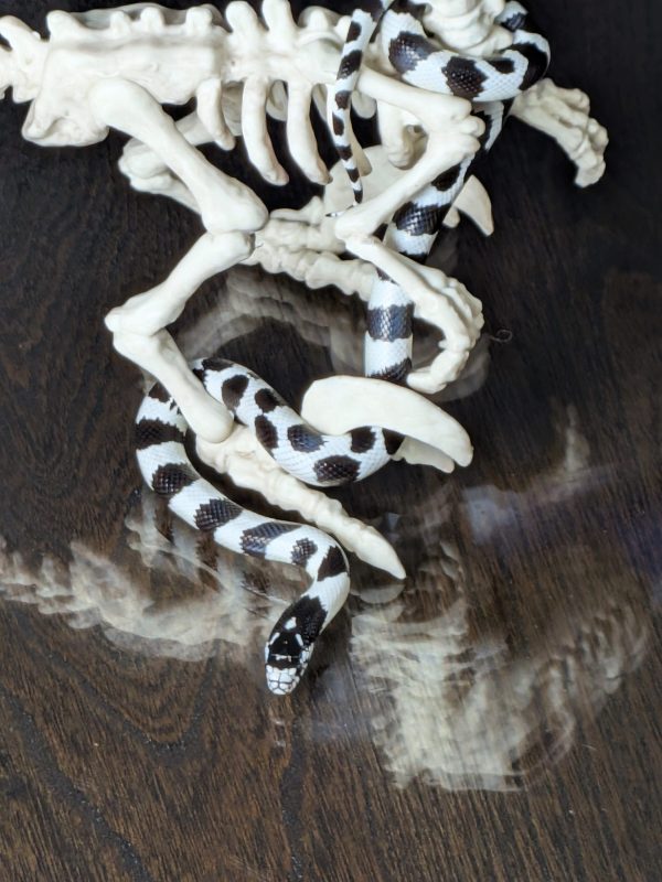 California King Snake - Image 4