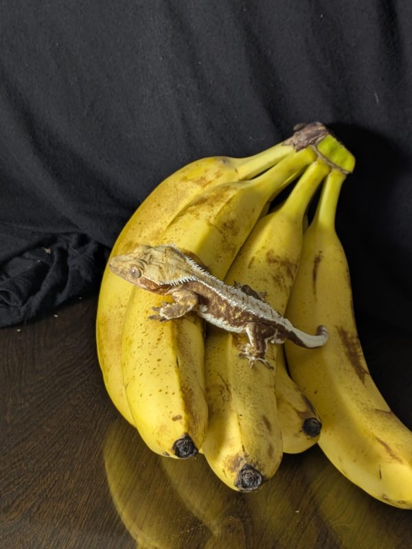 Lilly White Crested Gecko