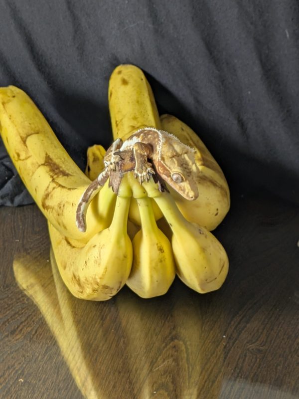 Lilly White Crested Gecko - Image 5