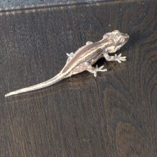 Possible Yellow Stripe