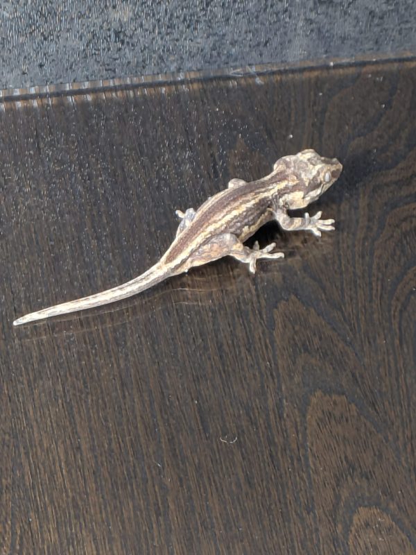 Possible Yellow Stripe