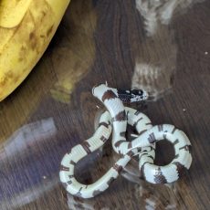 California King Snake