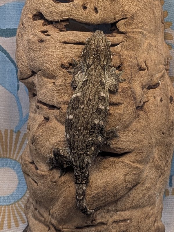 GTX (Treebeard) - Image 7